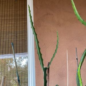 Colombian Yellow Dragon Fruit and Cutting